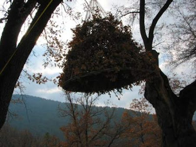 The Nest House