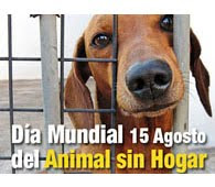 15 de Agosto- Día mundial del animal sin hogar