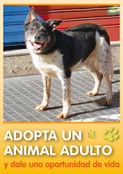 Adoptá una animal adulto