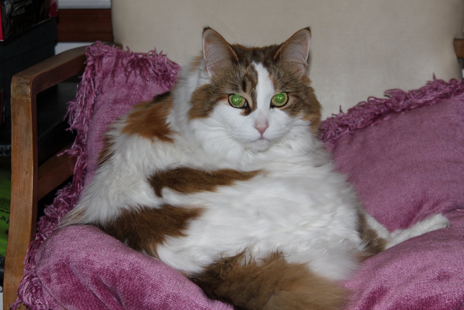 Fluffy Cat Pics
