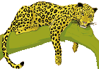 [leopard.gif]