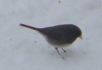 [junco.JPG]