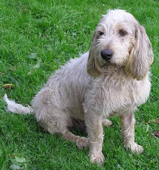 Hunde aus Asturias suchen ein Heim Kas, Sabueso Zuhause gefunden in