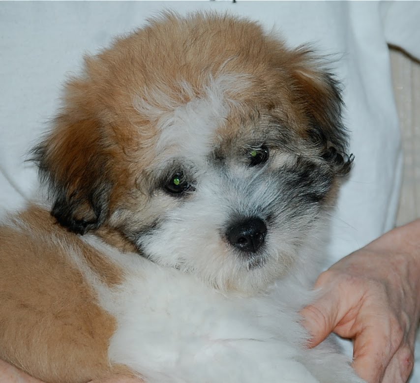 American Coton de Tulear Club