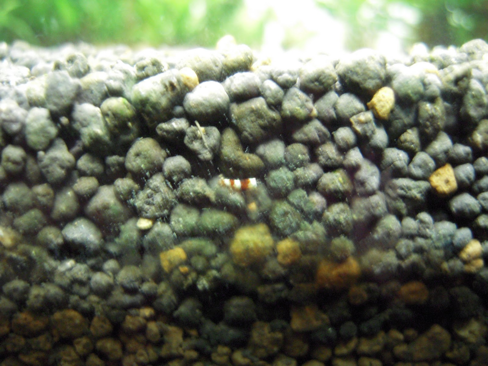 Crystal Red Shrimp Breeding "High Grade" Crystal Red Shrimp