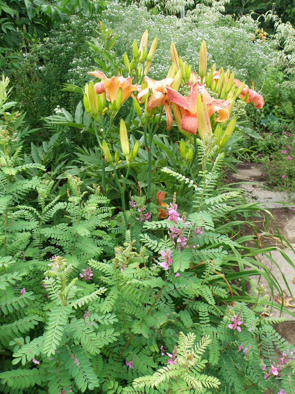 hemerocallis