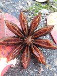 Estrela Cadente