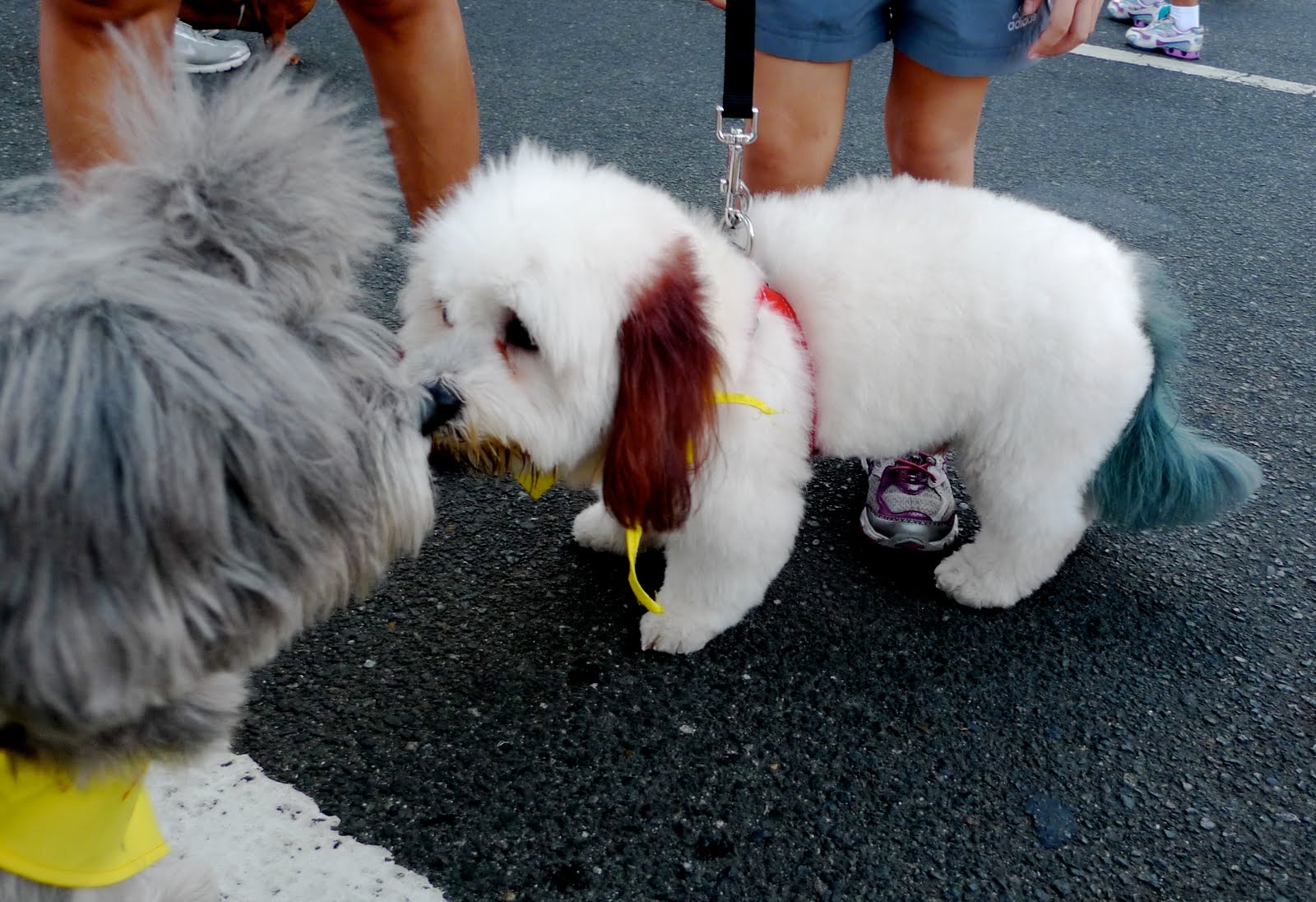 Maltese Dyed