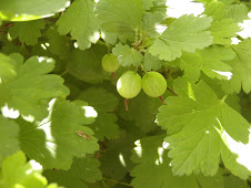 Gooseberries