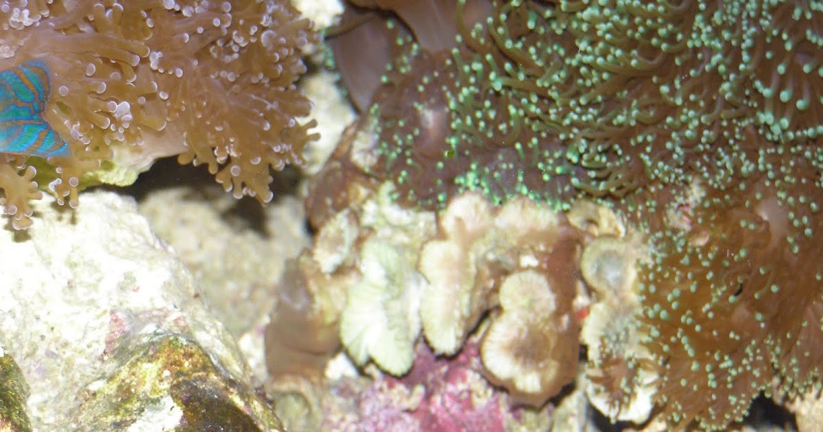 fishy business Brown Jelly Disease or is it?