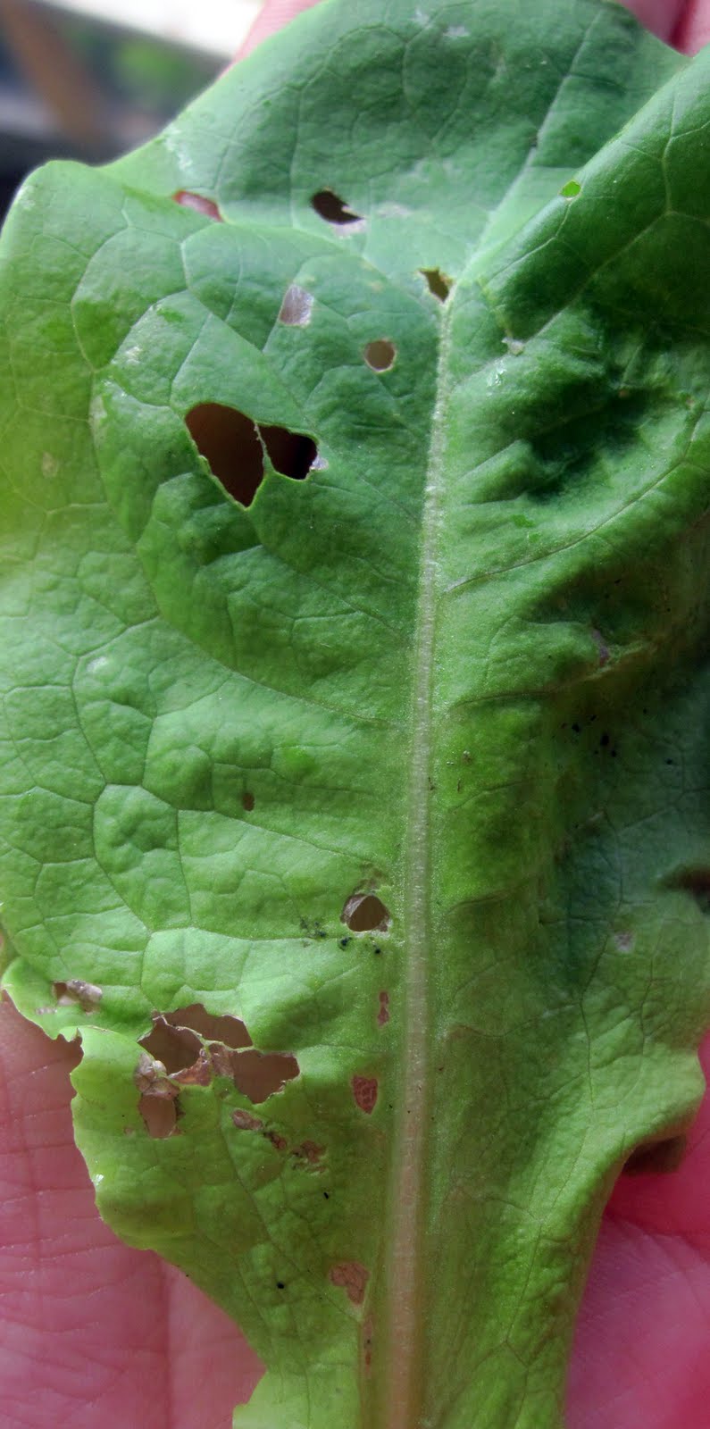 Living Food Junkie Garden Pests and Harvesting Lettuce