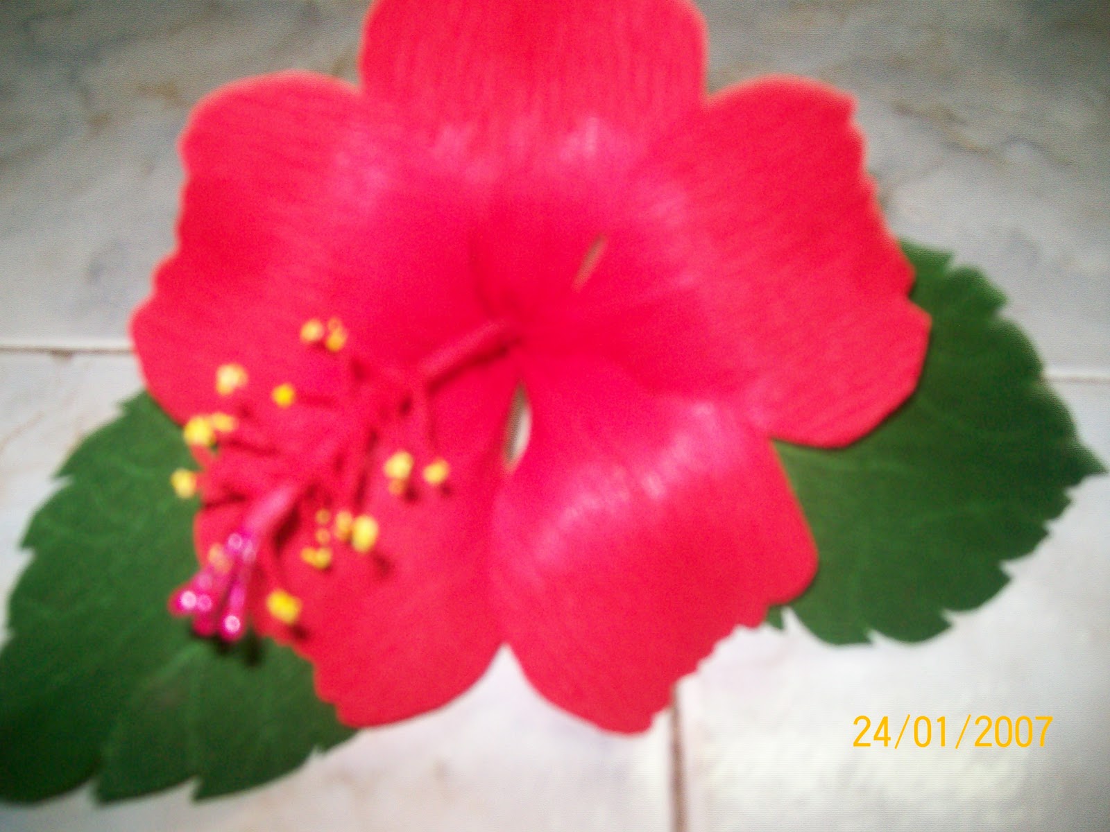 About hibiscus flower for kindergarten picture