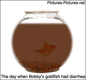 [Image: goldfish-diarrhea.jpg]