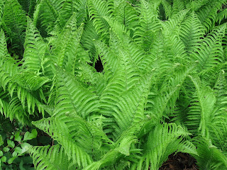 ferny goodness