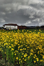 TARDE CHUVOSA - MAÇAIRA