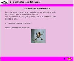 ANIMALES INVERTEBRADOS