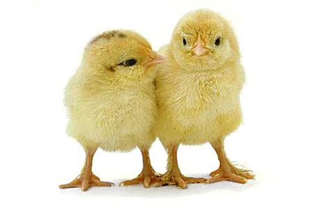 Easter Baby Chick Clip Art