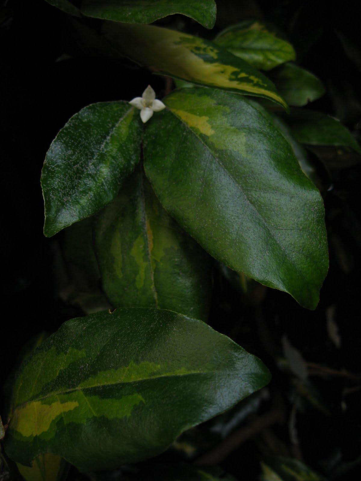 Elaeagnus S Sweet Perfume Overwhelms Starry Scales