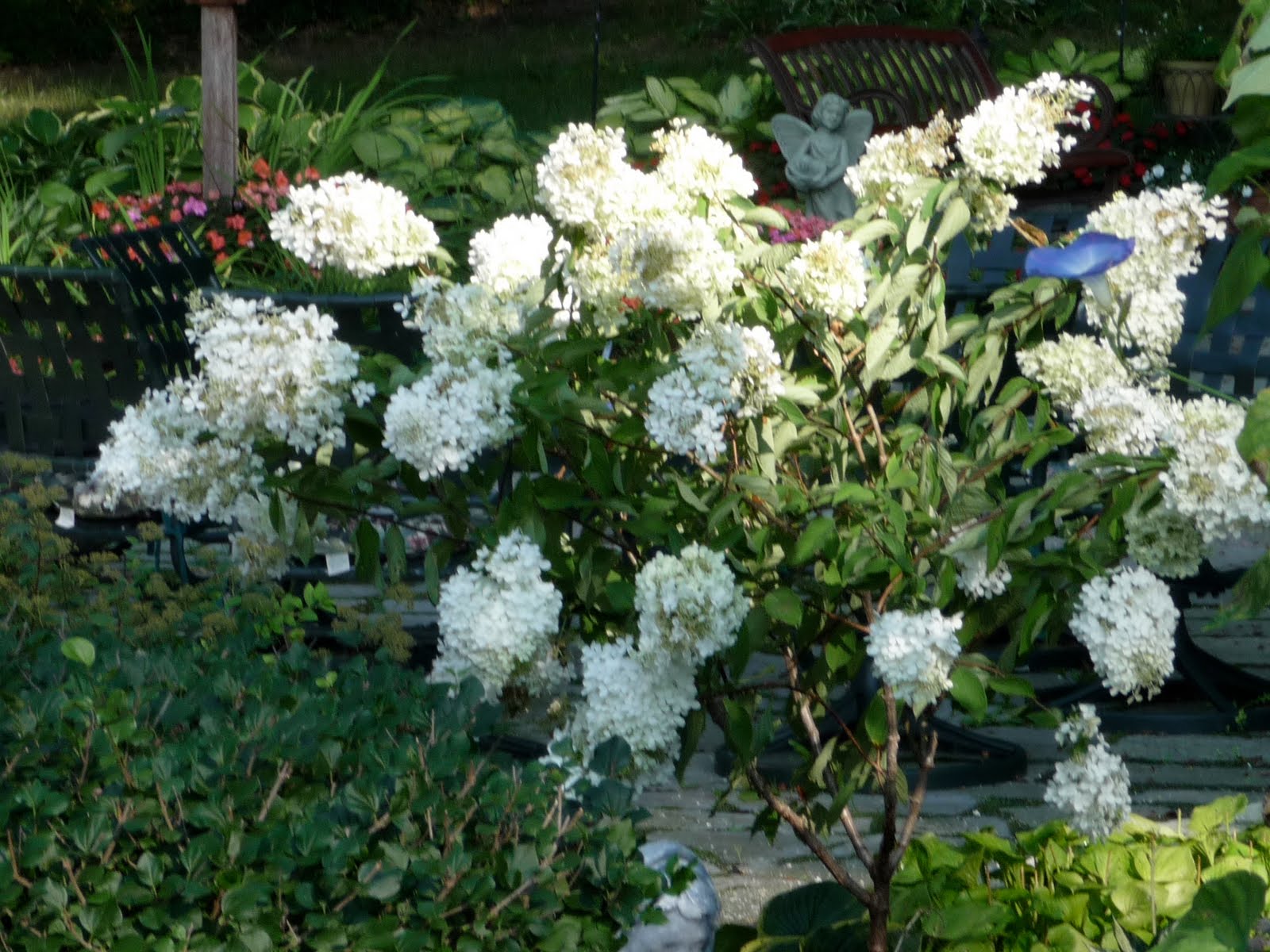 The Year Without Hydrangeas The Next Stage Women And Retirement