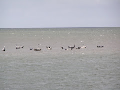 zeehonden mei 2008
