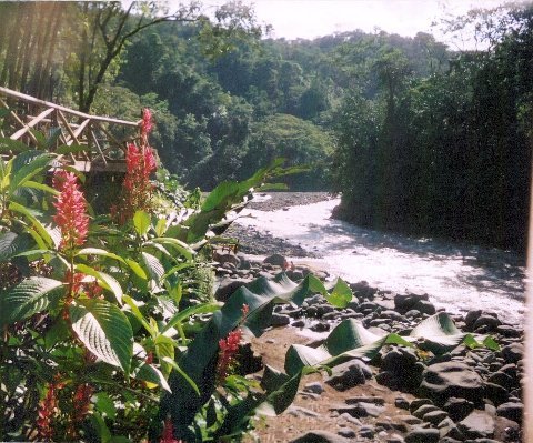 [pacuareflowers.jpg]