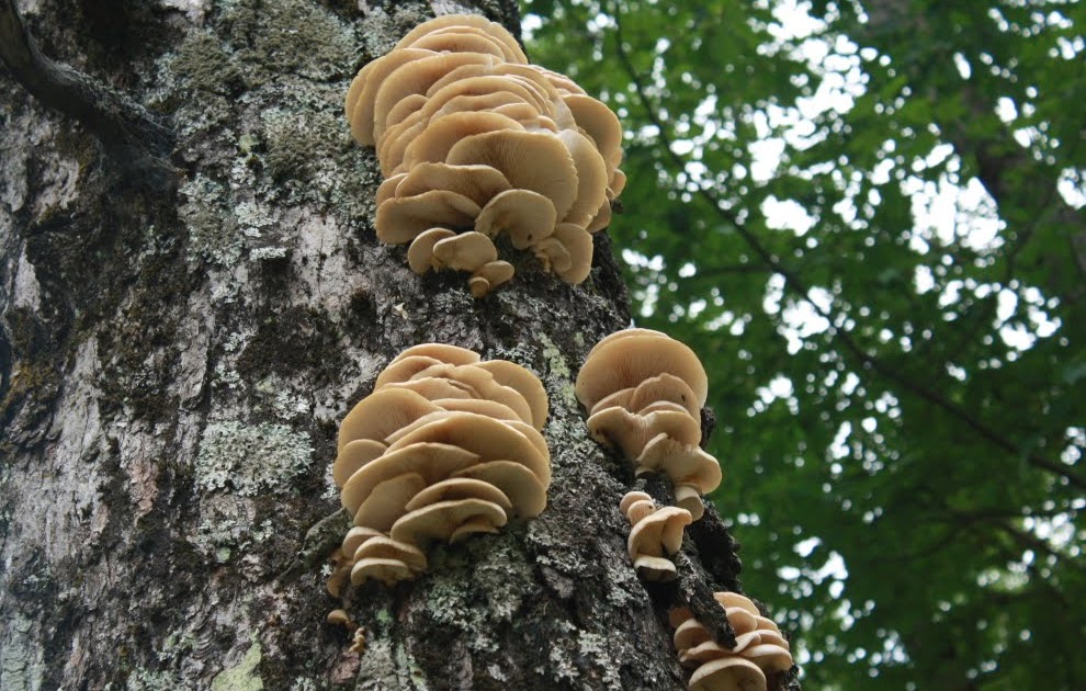 Power to the Bauer Consider the Oyster Mushroom