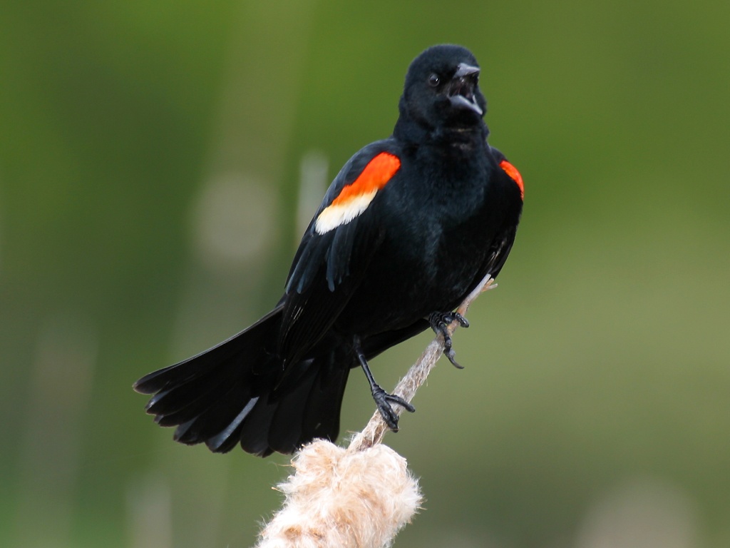 Red Winged Bird