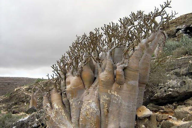 Socotra Island