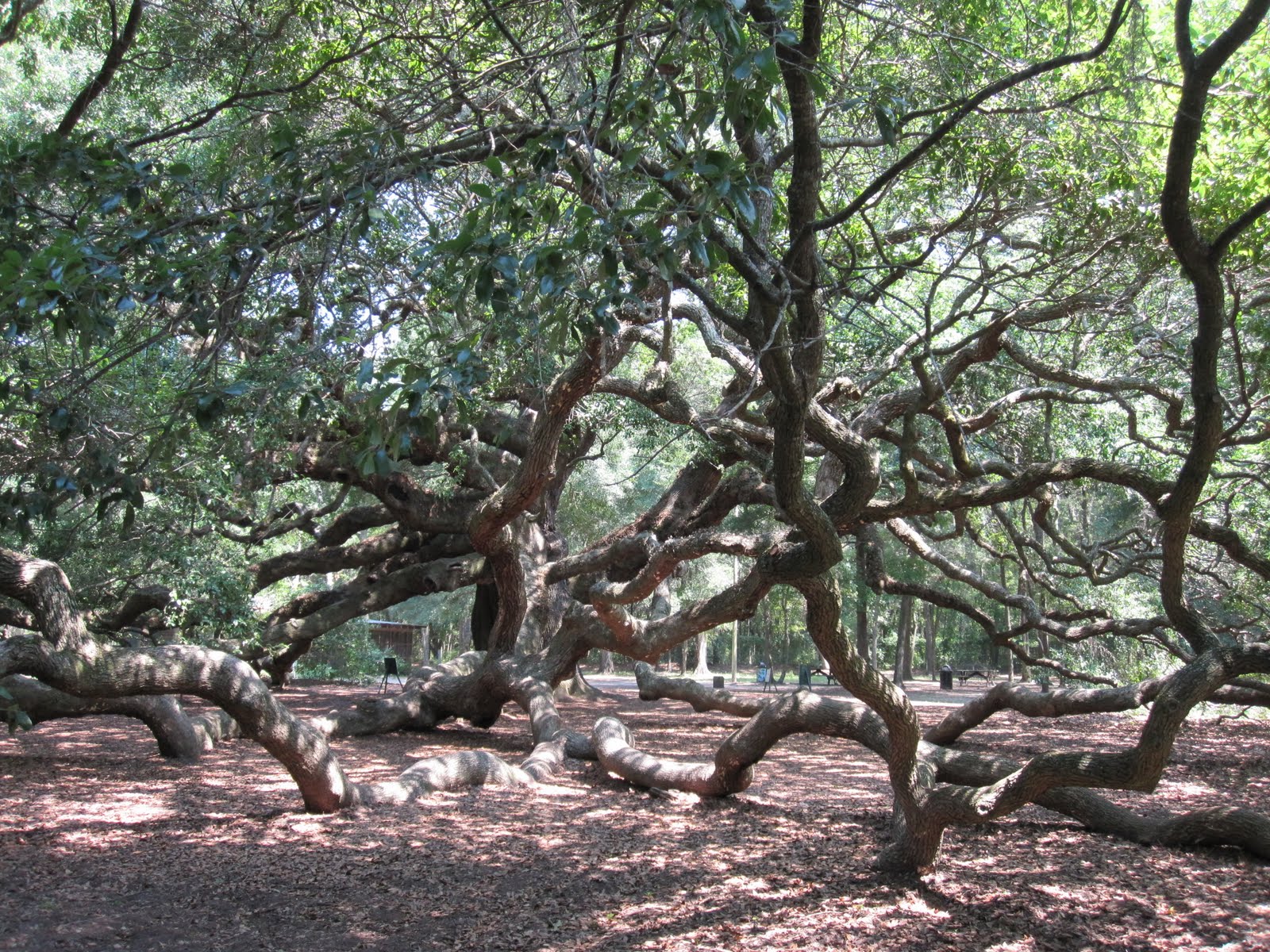 Cheeky Cognoscenti Must See if you're anywhere near Charleston, SC