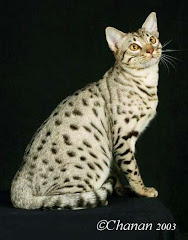 Medicine Cat: Petalbreeze