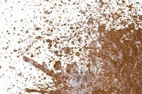 brownsludge