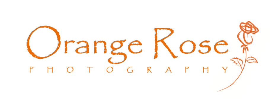 Orange Rose Photography