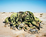 welwitschia mirabilis