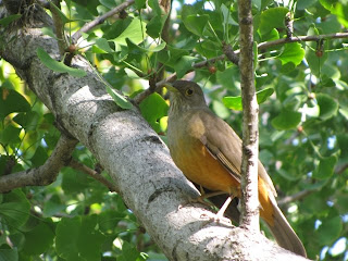 Rufous Bellied Thrush - Taken in Buenos Aires, Argentina