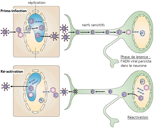 sperm dans l anus