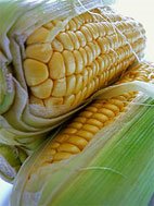 [corn.jpg]
