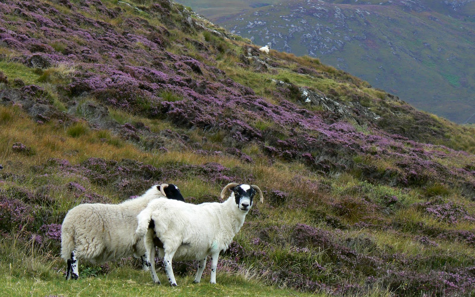 lamb on the hill in autumn