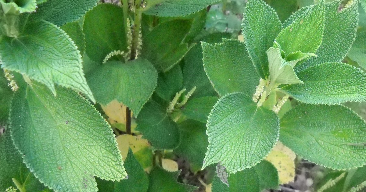 Gold Hill Plant Farm Sandpaper Plant