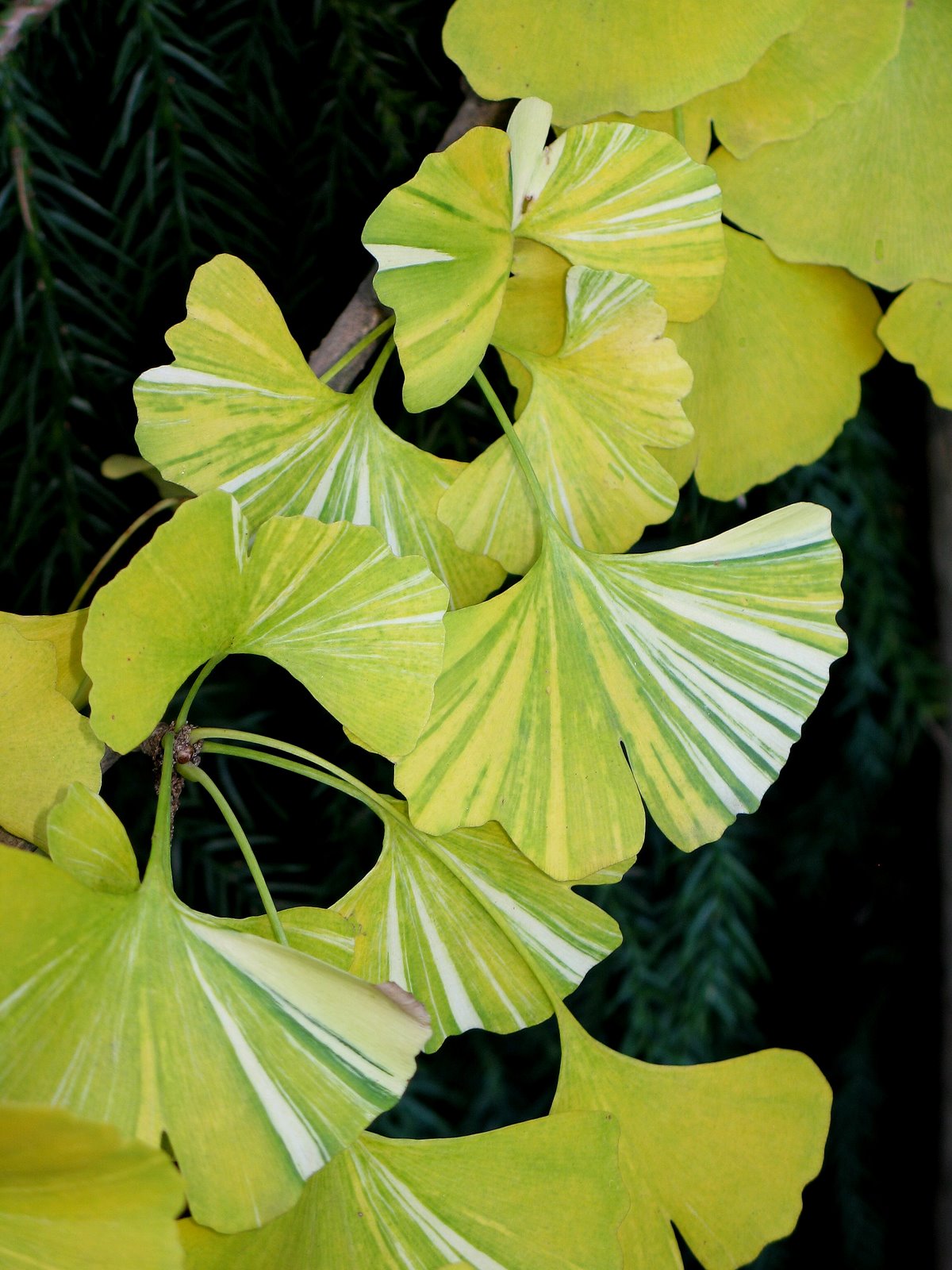 [Ginkgo+biloba+'Variegata'+Enhanced.jpg]