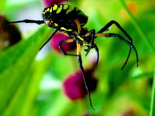 [Garden+Spider+Web.jpg]