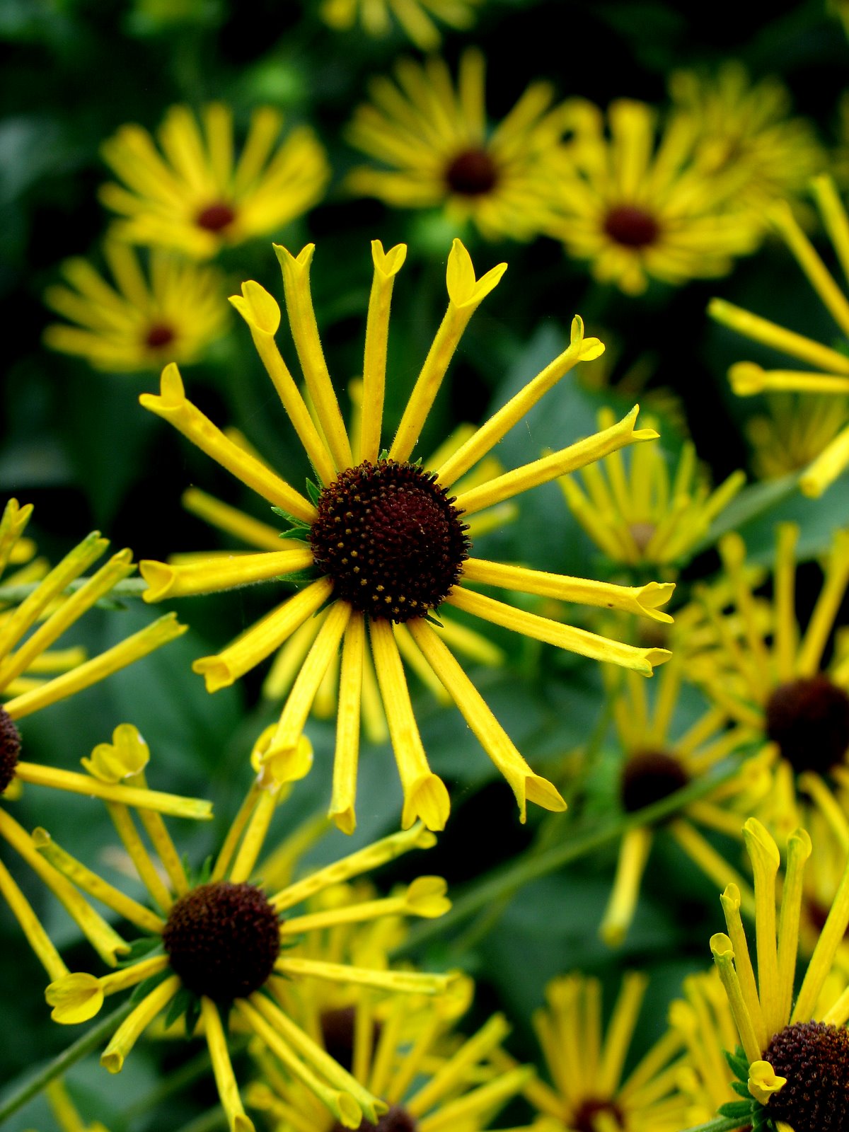 [Rudbeckia+subtomentosa+'Henry+Eilers'.jpg]