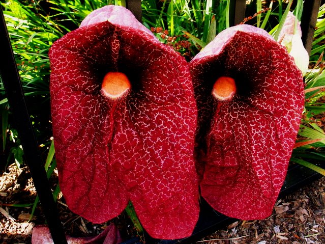 [Aristolochia+gigantea+2-1.jpg]