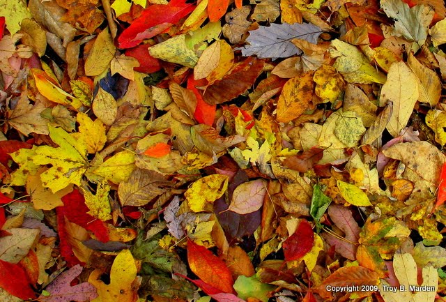 [Autumn+Leaves+1.jpg]