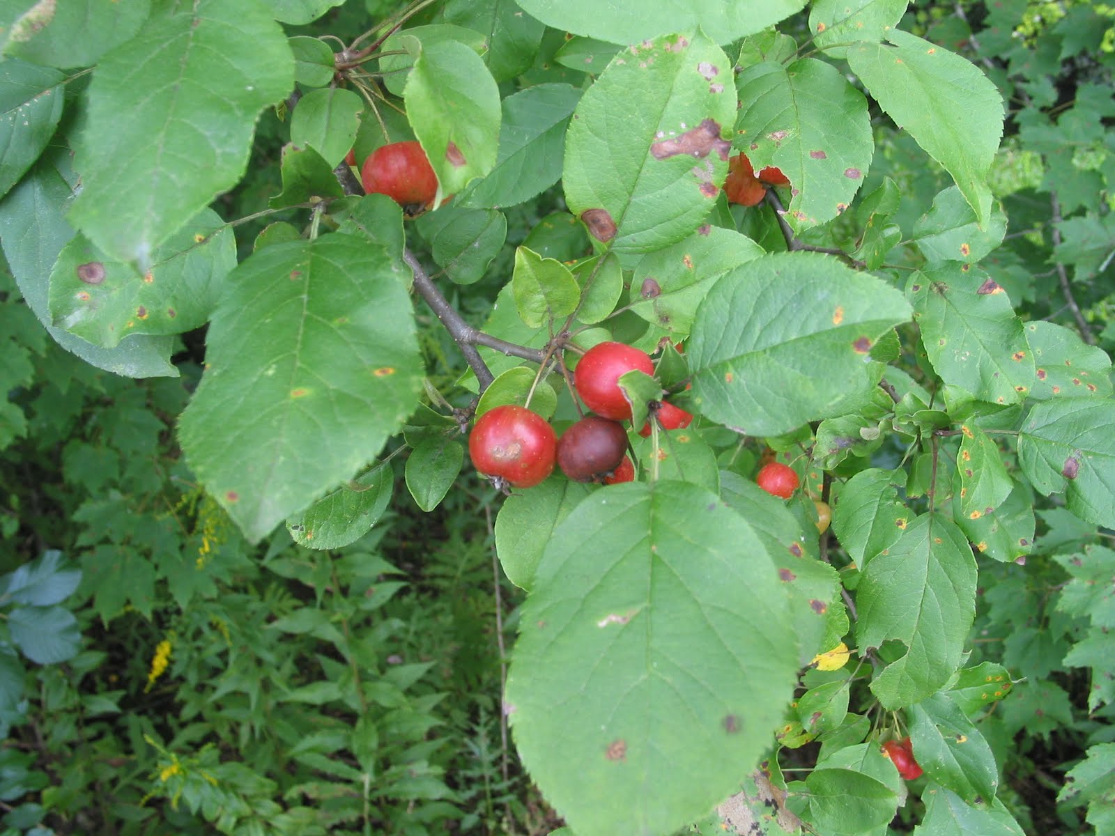 [100-0033_IMG.JPG]