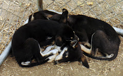 Puppies - Future Racing Dogs