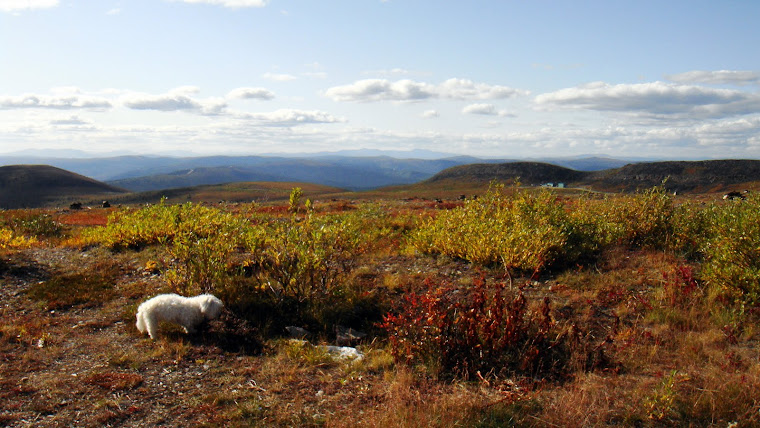 The Only Animal We Saw on the Top of the World Highway