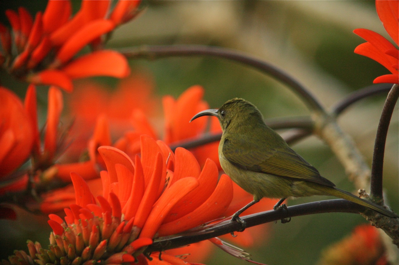 [Olive+Sunbird.jpg]