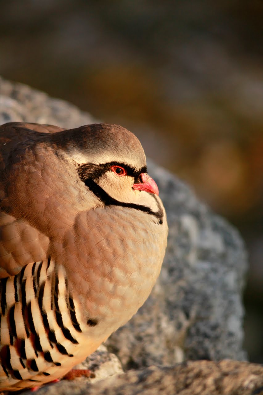 [Forbes+Rock+Partridge1.jpg]