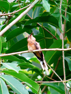 limpa-casa