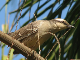 sabiá-do-campo